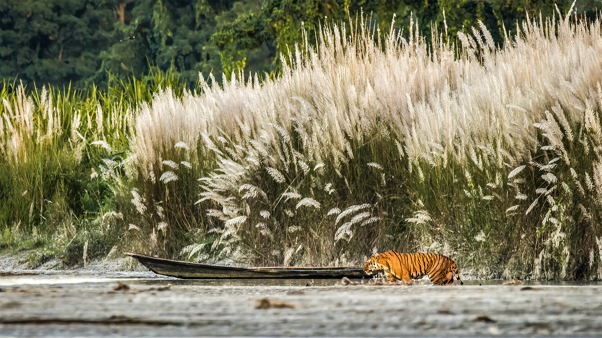 The Royal Habitat of Royal Bengal Tiger at Orang National Park, Assam